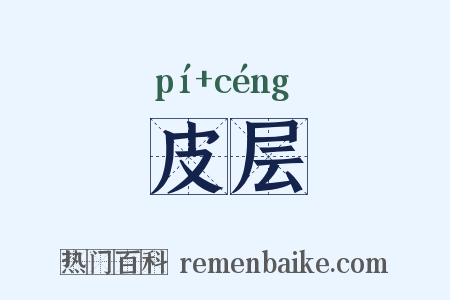 皮层是什么意思的图片